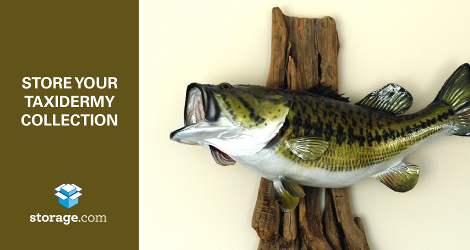 Store Your Taxidermy Collection