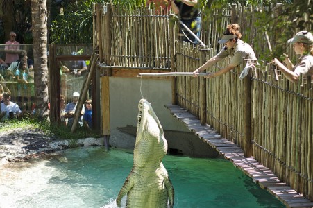 alligator