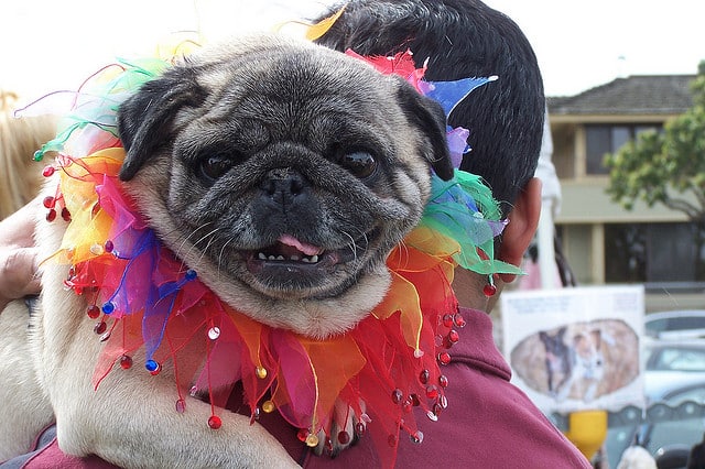 Pug