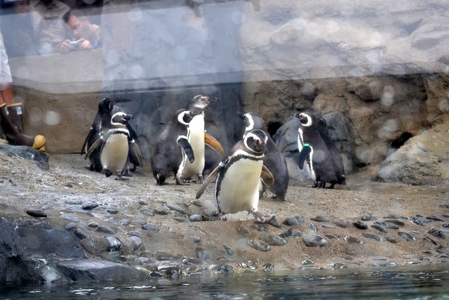 Aquarium of the Pacific