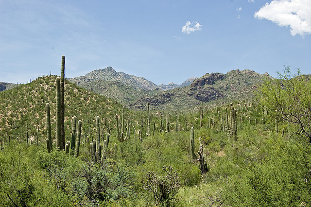 Tucson, Arizona Sabino Canyon