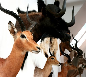 Store a Taxidermy Collection