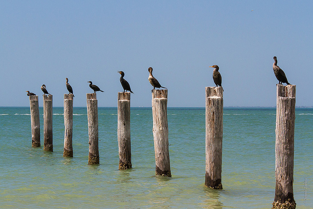 Birds on posts