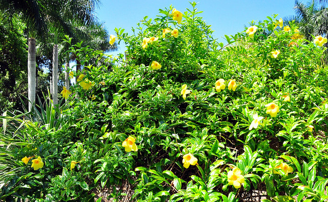 flowers
